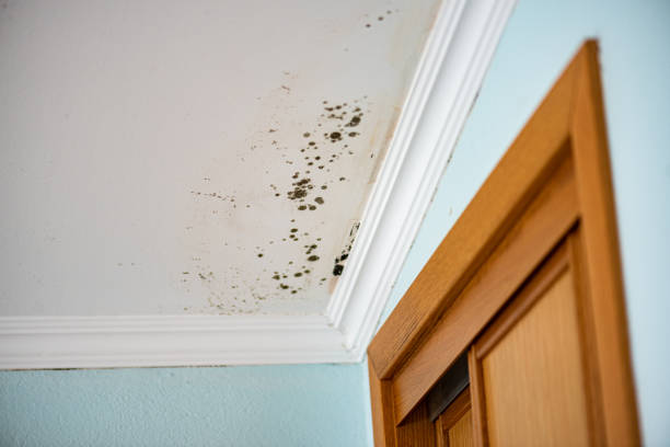Home Mold Removal in Satsuma, AL