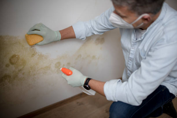 Professional Mold Removal in Satsuma, AL