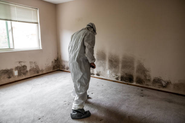 Crawl Space Mold Removal in Satsuma, AL